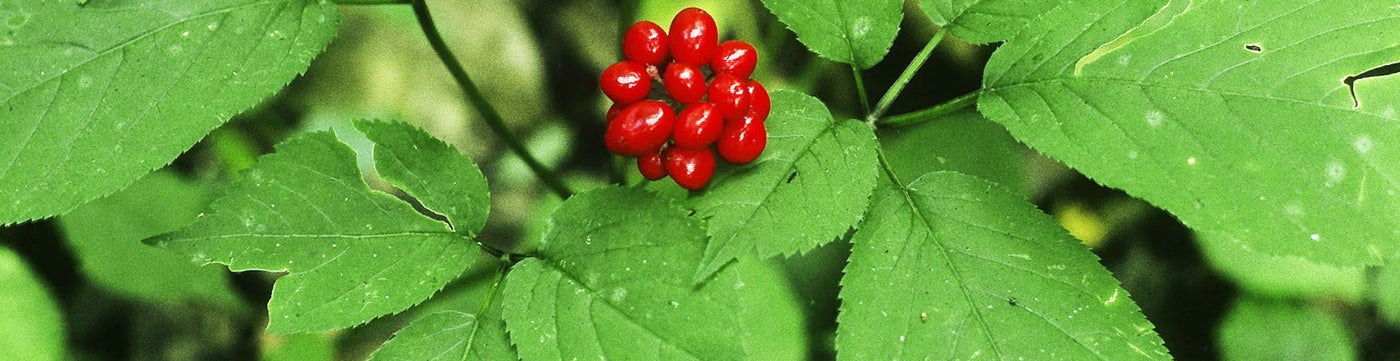 中国邮寄:加拿大安省花旗蔘/ Canadian Ginseng (Order to China)