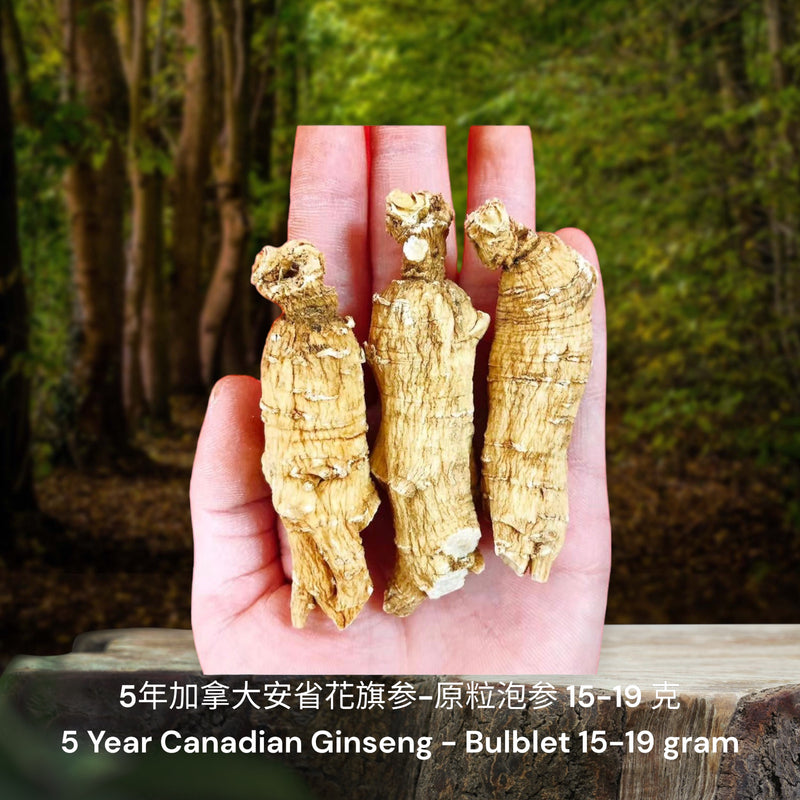 5年加拿大安省花旗参-原粒泡参/ 5 Year Canadian Ginseng - Bulblet