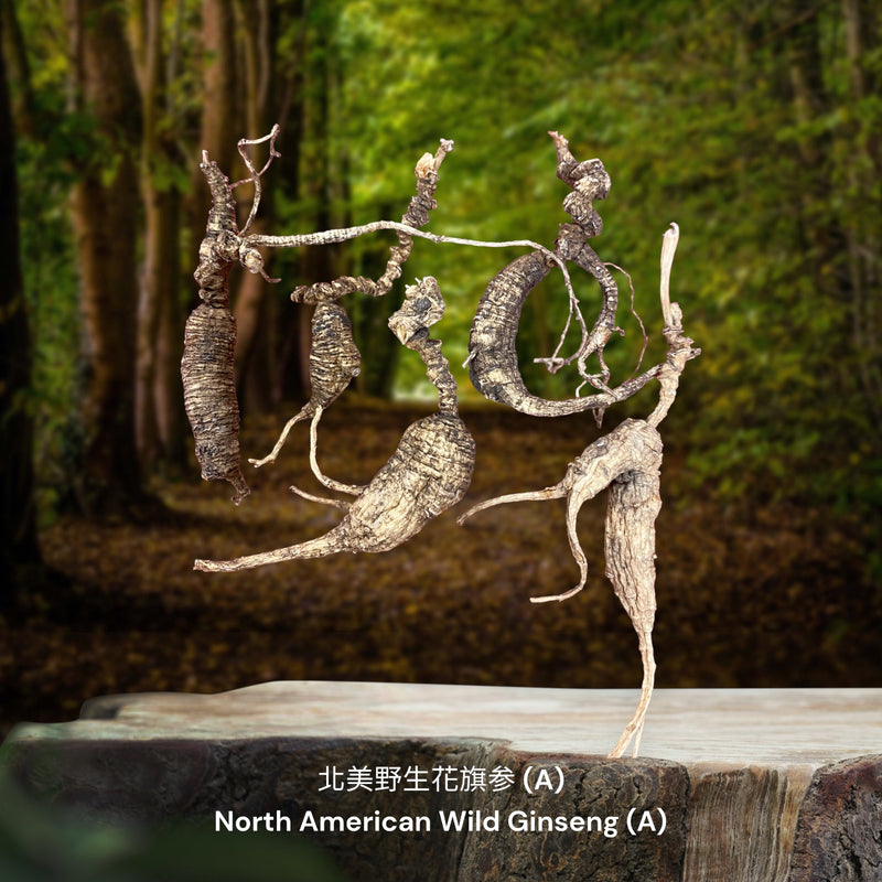 北美野生花旗参 / North American Wild Ginseng